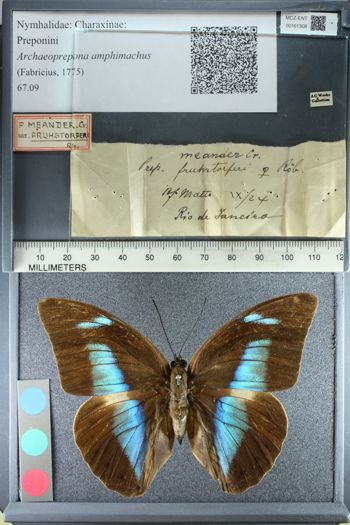 Media type: image;   Entomology 161308